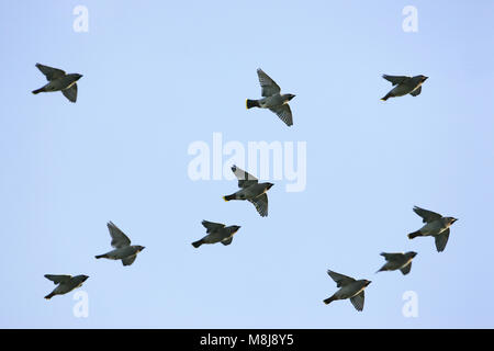 Bohemian waxwing Bombycilla garrulus gregge in volo sopra il complesso residenziale vicino a Romsey Hampshire Inghilterra Foto Stock