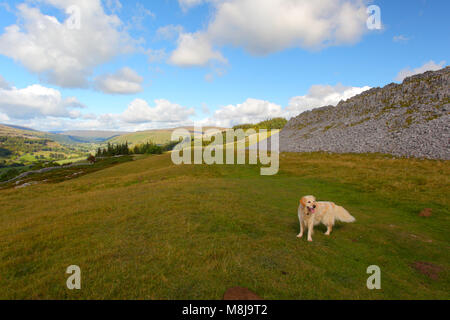 La vista su Wharfedale, Yorkshire Dales National Park, North Yorkshire, Inghilterra, con un Golden Retriever in primo piano Foto Stock