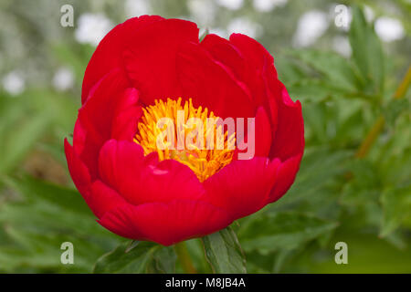 'Scarlett O'Hara' giardino comune peonia, Luktpion (Paeonia officinalis x Paeonia lactiflora) Foto Stock