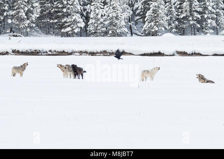 Wapiti Lago wolf pack ululati nel Parco Nazionale di Yellowstone Foto Stock