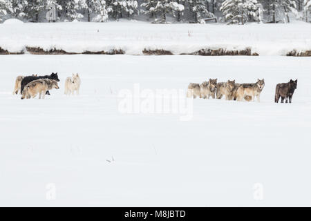 Wapiti Lago wolf pack nel Parco Nazionale di Yellowstone. Foto Stock