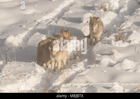 Lupi dal lago Wapiti pack nel Parco Nazionale di Yellowstone momenti dopo il bisonte erano caccia nuotato lontano. Foto Stock