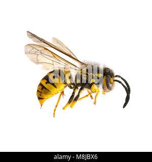 Dead wasp, profilo. Sfondo bianco. Foto Stock