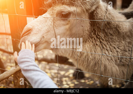 Un essere umano sta alimentando un cammello in un zoo tthrough una cella Foto Stock