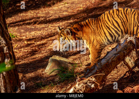 La tigre di Sumatra si aggira attraverso i boschi. Foto Stock