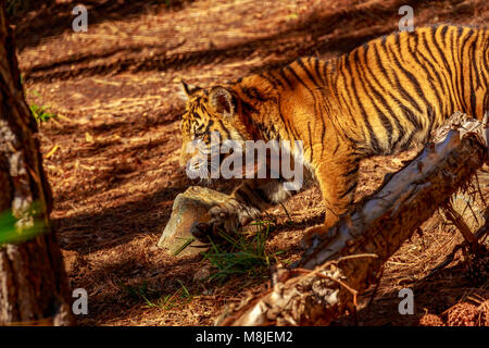 La tigre di Sumatra si aggira attraverso i boschi. Foto Stock