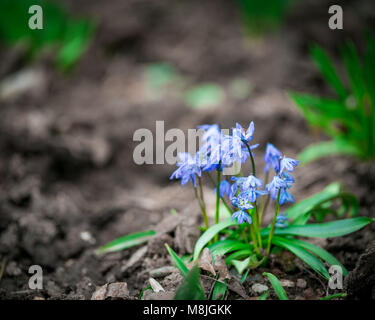 Blu fiori poco prima su un terreno vuoto in primavera. Naturale stagionale sfondo floreale Foto Stock