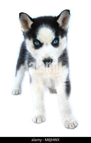 Siberian Husky cucciolo isolato su bianco Foto Stock