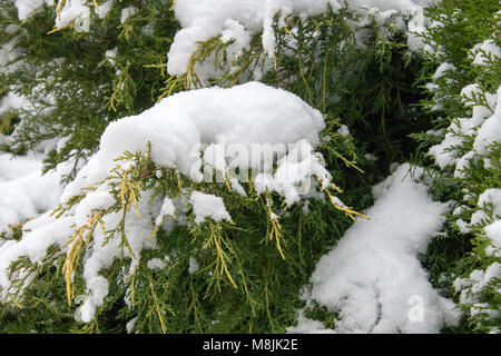 Conifera albero rami nella neve Foto Stock