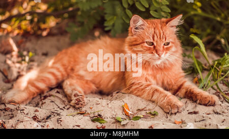 Bellissimo gatto rosso Foto Stock