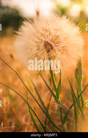 Dente di leone in un campo Foto Stock