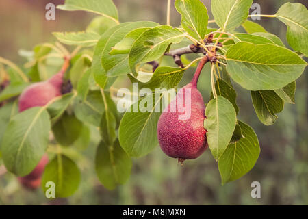 Mature viola le pere su di un albero di pera. Foto Stock