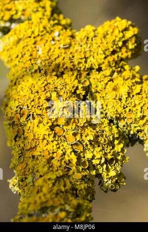Lichene giallo morto sul ramo di albero Foto Stock