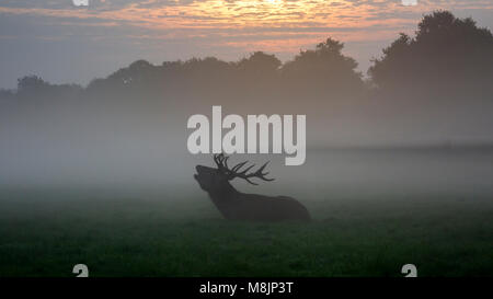 Un stagliano Stag siede di abbaiare come il sole brucia lentamente spenta la mattina presto la nebbia a Londra il famoso Parco di Richmond Foto Stock