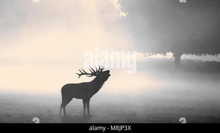 Un stagliano Stag sta abbaiando come il sole brucia lentamente spenta la mattina presto la nebbia a Londra il famoso Parco di Richmond Foto Stock