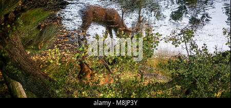 Nascosta dal fogliame un cervo bevande lentamente dal suo riflesso in Richmond Park di stagno della penna Foto Stock