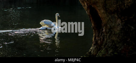 Un Cigno galleggianti serenamente sul lago ancora nella Royal Botanical Gardens di Kew Foto Stock