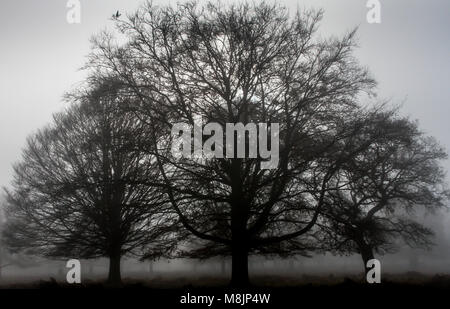 Misty la mattina presto con tre maturo sfrondato alberi di quercia stagliano contro un cielo di ottobre a Richmond Park di Londra Foto Stock