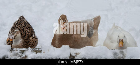 tre anatre, due marroni e una bianca, tutte rivolte in avanti seduta e lancing nella neve Foto Stock