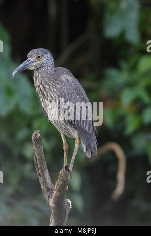 I capretti giallo coronata Nitticora Foto Stock