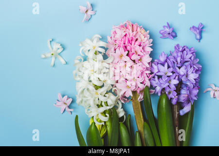 Hree fioritura variopinte giacinto fiori su uno sfondo blu. Concetto di primavera. Foto Stock