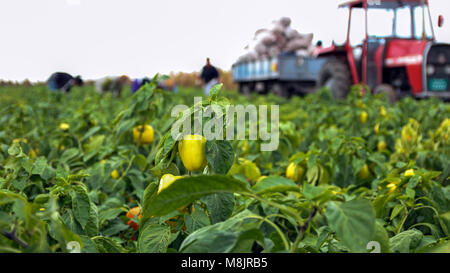 I lavoratori agricoli la raccolta di peperone giallo. Raccolto stagionale di verdure in campagna. Foto Stock