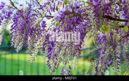 Fiori di glicine. Il Glicine (anche ortografato glicine o Wysteria) è un genere di piante in fiore nella famiglia del legume, Fabaceae (Leguminosae). Foto Stock