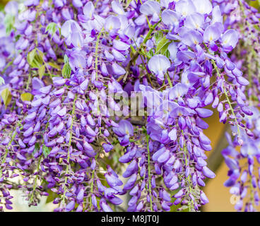 Fiori di glicine. Il Glicine (anche ortografato glicine o Wysteria) è un genere di piante in fiore nella famiglia del legume, Fabaceae (Leguminosae). Foto Stock