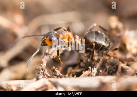 Close-up di Southern wood ant (formica rufa) Foto Stock