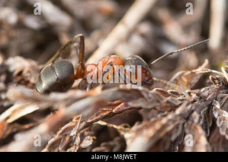 Close-up di Southern wood ant (formica rufa) Foto Stock
