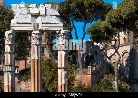 Superbi esempi di colonne corinzie del tempio di Castore e Polluce di marmo di Carrara tra i pini larici sul Colle Palatino a Roma Foto Stock