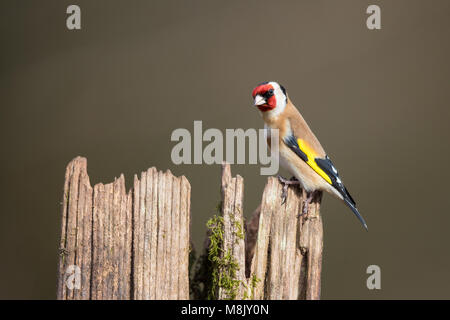 Adulto cardellino uccello appollaiato su un vecchio ceppo di albero Foto Stock