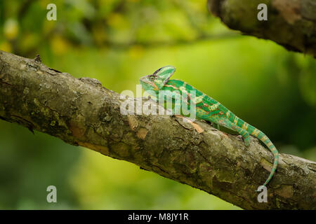 Bella colorata camaleonte velato sul ramo di albero Foto Stock