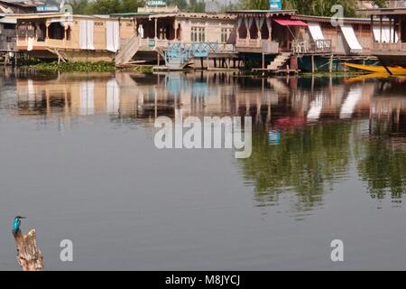 Kingfisher su dal lago a Srinagar, Jammu e Kashmir India del nord Foto Stock