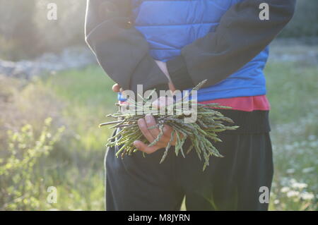 Gli asparagi selvatici nelle mani Foto Stock