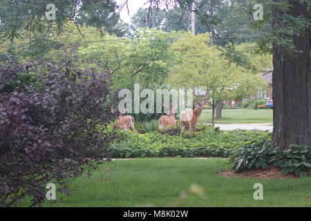 Tre cervi nella periferia della città Foto Stock