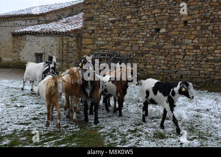 Las Aldehuelas, Spagna. Xviii Mar, 2018. Un allevamento di capre nella foto durante una nevicata nel 'Oncala' mountain (1.454 m s.l.m.), nei pressi del piccolo villaggio di 'Las Aldehuelas', nel nord della Spagna. Credito: Jorge Sanz/Pacific Press/Alamy Live News Foto Stock