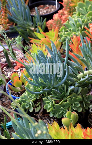 Blue Chalk bastoni o succulenti note come Senecio Mandraliscae, blu dito succulenta Foto Stock