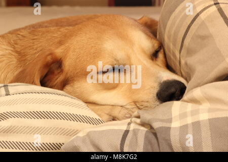 Golden Labrador cross razza, BoJo dormire dopo aver giocato nella neve. Foto Stock