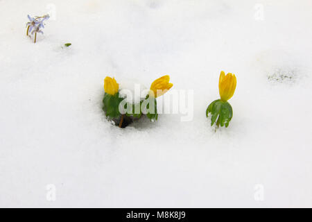 Dettaglio della fioritura aconitum invernale sulla neve Foto Stock