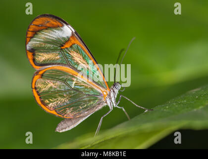 Glasswing butterfly seduto su una foglia Foto Stock