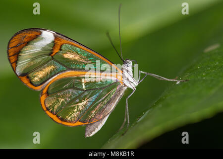 Glasswing butterfly seduto su una foglia Foto Stock