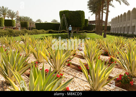 L uomo è il taglio di alberi nel parco professionale giardiniere in modo uniforme i tagli delle boccole Foto Stock