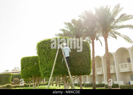 L uomo è il taglio di alberi nel parco professionale giardiniere in modo uniforme i tagli delle boccole con clippers Foto Stock