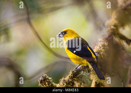 Nero-thighed Grosbeak, Pheucticus tibiale, nella foresta nuvolosa di La Amistad National Park, Chiriqui provincia, Repubblica di Panama. Foto Stock