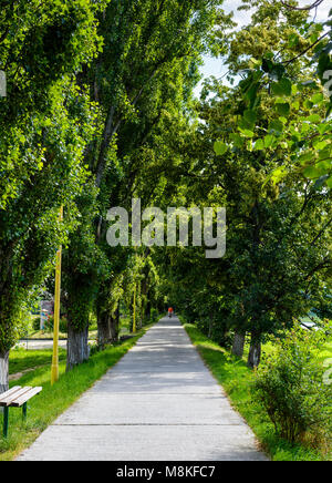 Percorso a piedi sotto i tigli corone. incantevole natura sfondo Foto Stock