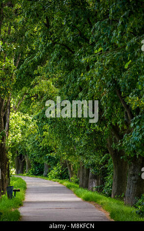 Percorso a piedi sotto i tigli corone. incantevole natura sfondo Foto Stock