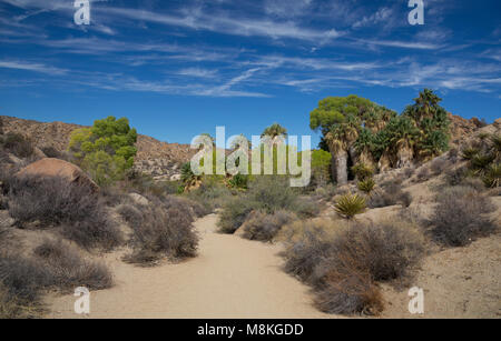 Perso oasi di palme Trail, Joshua Tree National Park, California, Stati Uniti d'America Foto Stock