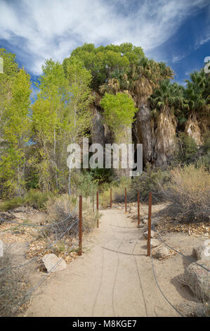 Perso oasi di palme Trail, Joshua Tree National Park, California, Stati Uniti d'America Foto Stock