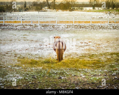 Piccolo marrone e bianco pony Shetland in un campo con la sua schiena e coda folta rivolta verso la telecamera. Le sue orecchie può essere visto. Egli è il suo proprio in un campo con Foto Stock